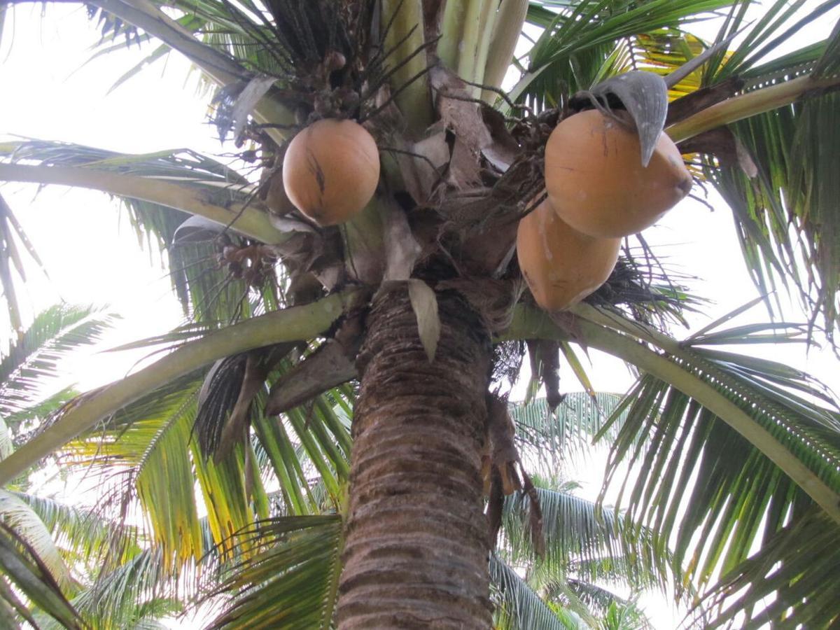 Seawin Beach Resort Varkala Eksteriør bilde